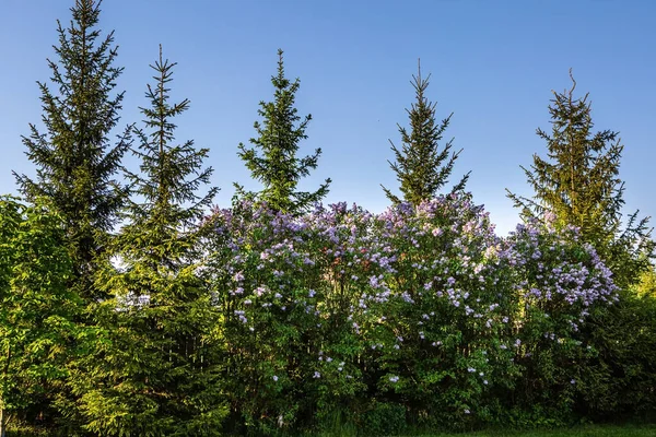 Abeto Arbustos Lila Jardín — Foto de Stock