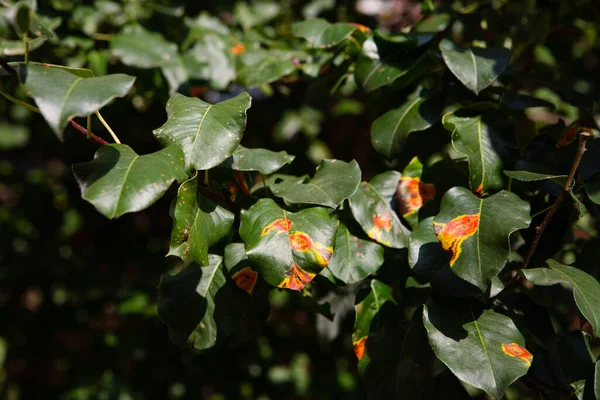 Hojas Verdes Árbol Con Una Lesión Naranja — Foto de Stock