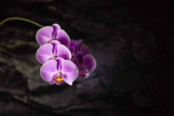 Flieder Orchidee Blume Auf Schwarzem Hintergrund — Stockfoto