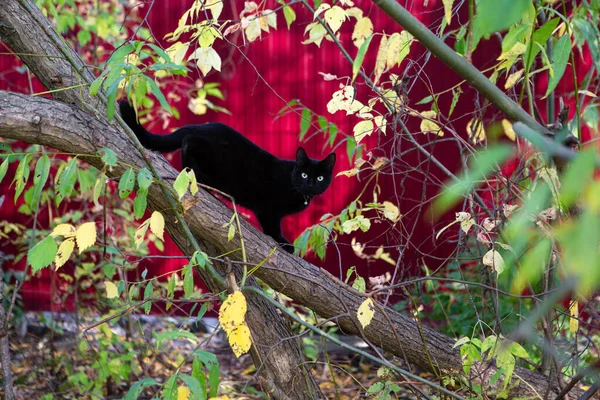 Gatto Nero Albero Contro Una Recinzione Rossa — Foto Stock