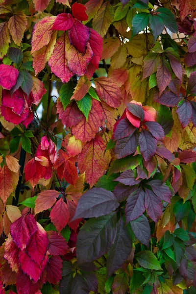 Hojas Rojas Amarillas Moradas Árbol — Foto de Stock