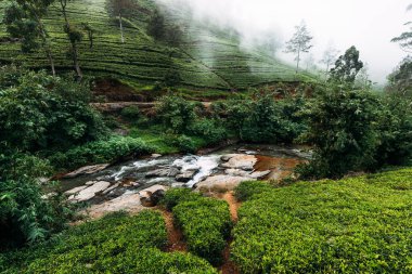 Mountain river among tea plantations. Large tea plantation. Green tea in mountains. Nature of Sri Lanka. Tea in Sri Lanka. Green plantation. Ella. Nuwara Eliya. Asian climate clipart