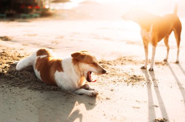 Gün batımında kumlu plajda dinlenen sevimli köpekler. Kumsaldaki köpekler. Asya'da sokak köpekleri