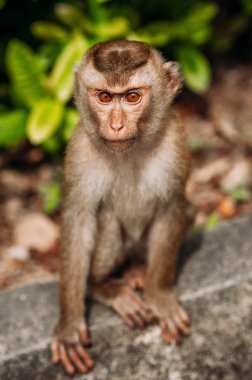 Vahşi bir maymunun portresi. Bir maymunun selfie 'si. Macaque kameraya bakıyor. Vahşi primatlar. Vahşi hayvan. Hayvan gözleri