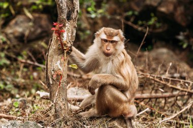 Vahşi bir maymunun portresi. Bir maymunun selfie 'si. Macaque kameraya bakıyor. Vahşi primatlar. Vahşi hayvan. Hayvan gözleri