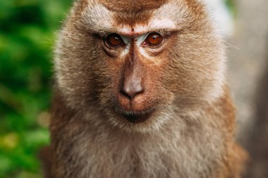 Vahşi bir maymunun portresi. Bir maymunun selfie 'si. Macaque kameraya bakıyor. Vahşi primatlar. Vahşi hayvan. Hayvan gözleri