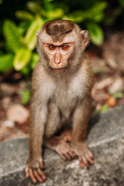 野生の猿の肖像画猿の自撮りマカクはカメラを見る 野生の霊長類野生動物だ動物の目 — ストック写真