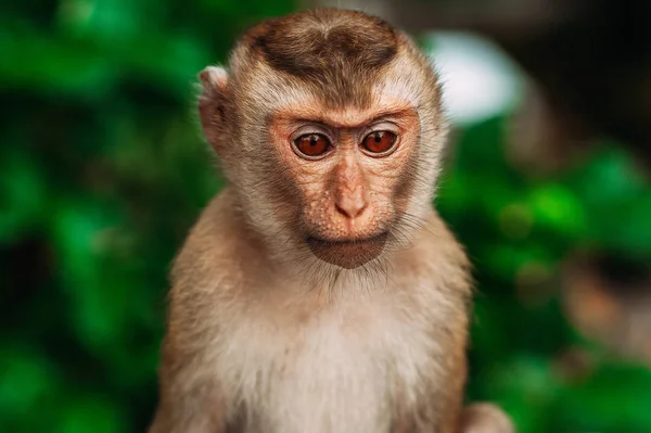 Retrato Macaco Selvagem Uma Selfie Macaco Macaque Olha Para Câmara — Fotografia de Stock