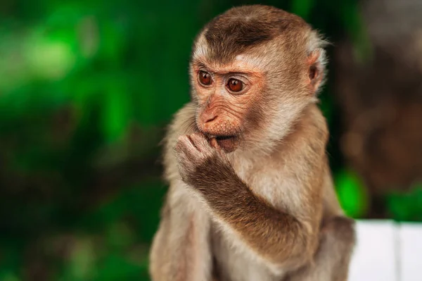 Retrato Macaco Selvagem Uma Selfie Macaco Macaque Olha Para Câmara — Fotografia de Stock