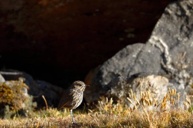 Çizgili başlı antpitta (Grallaria andicolus) doğal ortamında çimlerin üzerine tünemiştir..