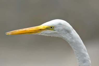 Büyük Akbalıkçıl (Ardea alba), özgürlükteki güzel türün başının ayrıntıları