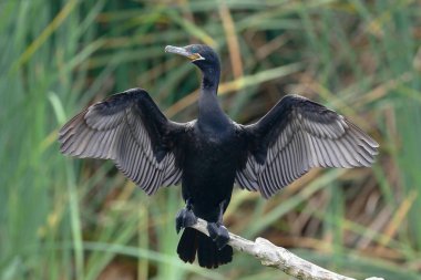 Neotropik karabatak (Phalacrocorax brasilianus) doğal ortamında bir dalın üzerine tünemiş bir sulak alanda kaydedildi.