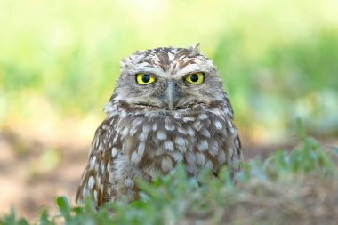 Kazan baykuş (Athene cunicularia), özgürlükteki güzel türün başının ayrıntıları