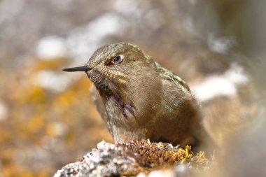 Olivaceous Thornbill (Chalcostigma olivaceum) And tepelerindeki bir kayaya tünedi.