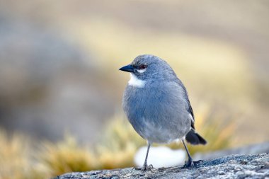 Beyaz kanatlı Diuca Finch (Diuca speculifera) özgürlükle alındı