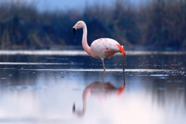Şili flamingosu (Phoenicopterus chilensis) beslenme gölüne tünemiştir.