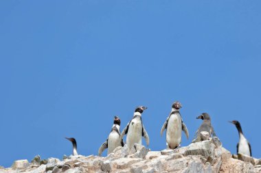Humboldt pengueni (Spheniscus humboldti), Paracas, Ica - Peru 'daki Ballestas Adaları' nın kayalık kayalıklarında özgürce yürüyen bir grup..