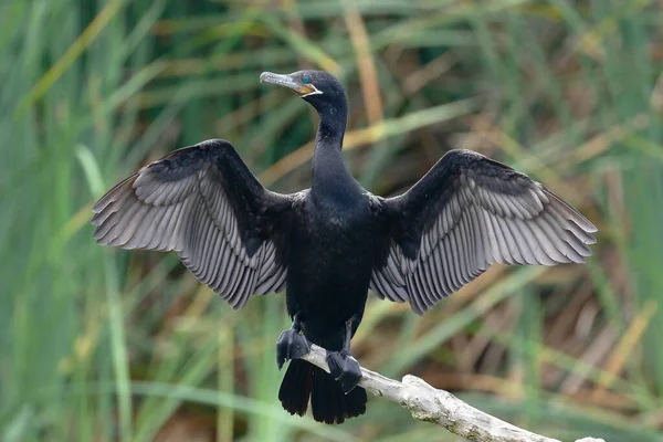 Νευροτροπικό Κορμοράνο Phalacrocorax Brasilianus Που Καταγράφεται Υγρότοπο Στο Φυσικό Του — Φωτογραφία Αρχείου