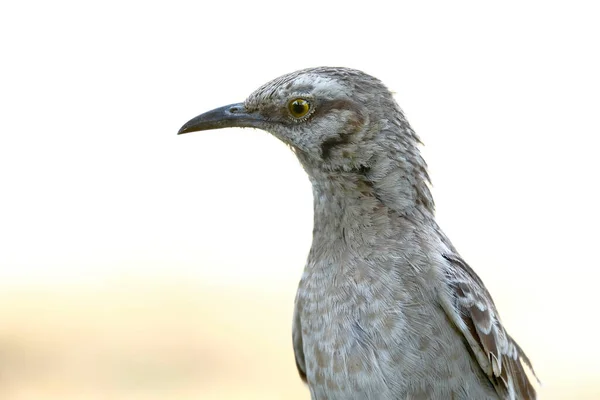 Ptaszek Długoogonowy Mimus Longicaudatus Portret Zwierzęcia Siedzącego Trawniku Poszukiwaniu Pożywienia — Zdjęcie stockowe