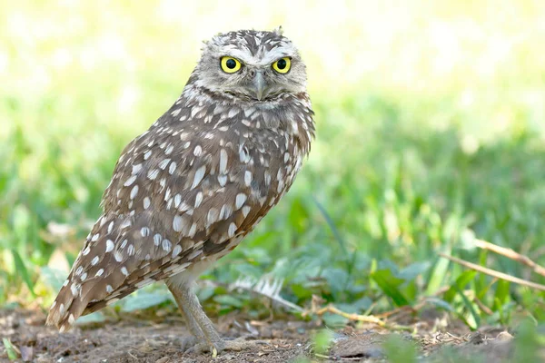 Burrowing Owl Athene Cunicularia Detail Hlavy Krásného Exempláře Svobodě — Stock fotografie