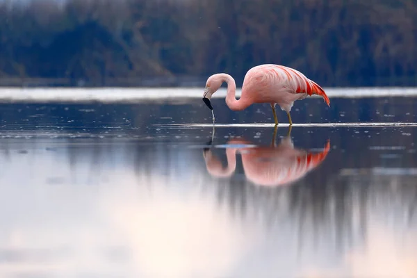 Şili Flamingosu Phoenicopterus Chilensis Beslenme Gölüne Tünemiştir — Stok fotoğraf