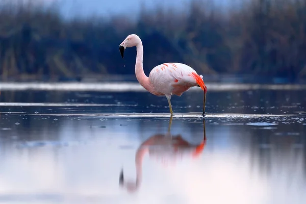 Şili flamingosu (Phoenicopterus chilensis) beslenme gölüne tünemiştir.