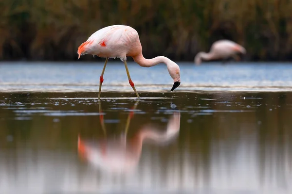 Flamingo Chileno Phoenicopterus Chilensis Empoleirado Lago Alimentação — Fotografia de Stock