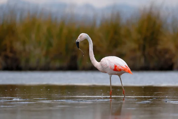 Chilean Flamingo Phoenicopterus Chilensis Perched Feeding Lake — стокове фото
