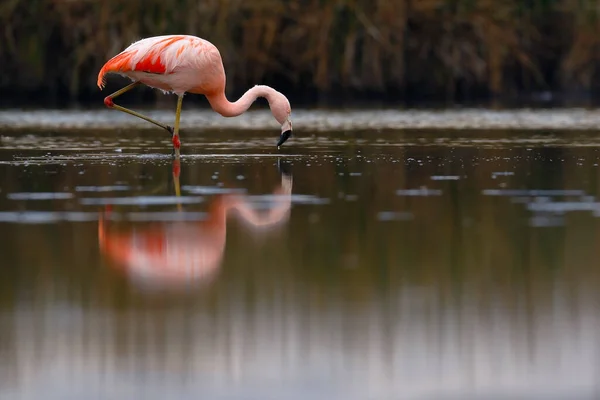 Chilean Flamingo Phoenicopterus Chilensis Perched Feeding Lake — стокове фото