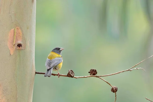 Peruvian Sierra Finch Phrygilus Punensis 野生美丽的标本 栖息在桉树枝条上 万卡约 — 图库照片