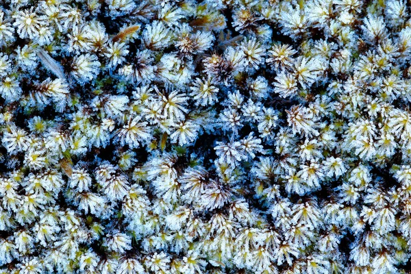 Beautiful Macro Detail Its Natural Environment Andean Moss Sphagnum Maguellanicum — Stock Photo, Image