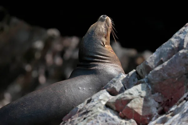 Південноамериканський Морський Лев Otaria Flavescens Гарний Морський Лев Відпочиває Скелях — стокове фото