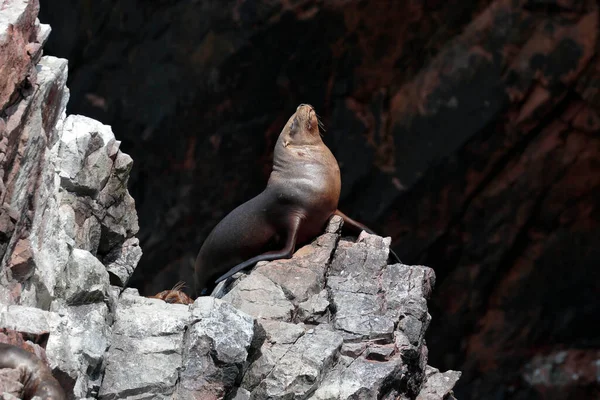 Güney Amerika Deniz Aslanı Otaria Flavescens Paracas Taki Ballestas Adaları — Stok fotoğraf