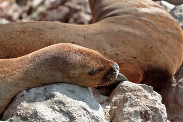 León Marino Sudamericano Otaria Flavescens Hermoso León Marino Descansando Sobre — Foto de Stock