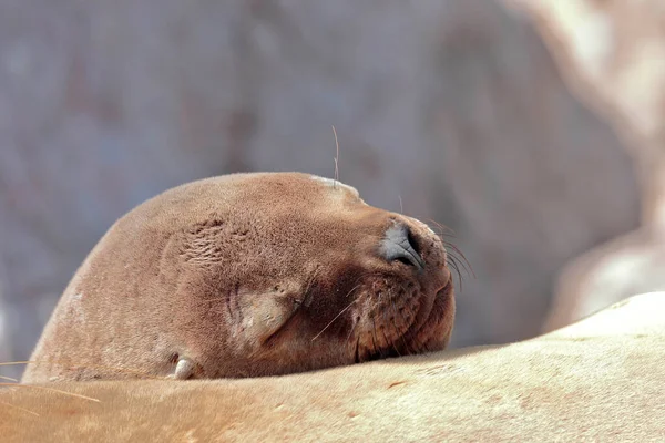 León Marino Sudamericano Otaria Flavescens Hermoso León Marino Descansando Sobre — Foto de Stock