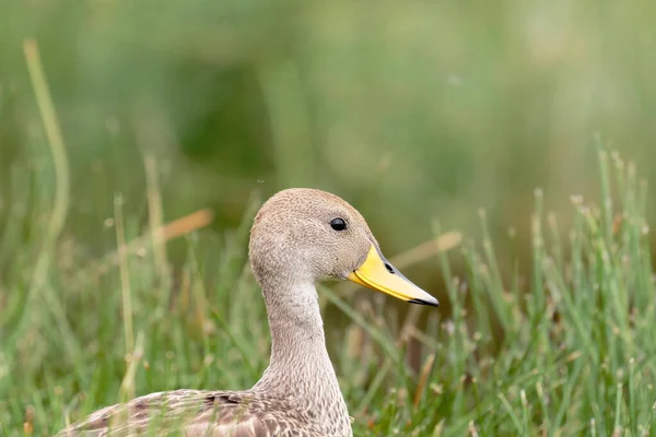 Yellow Billed Pintail Anas Georgigica 아름다운 표본이 야생에서 안데스 사이를 — 스톡 사진