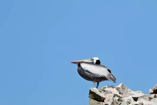 Pelicano Peruviano Pelecanus Thagus Pelícanos Posados Sobre Rocas Las Islas —  Fotos de Stock