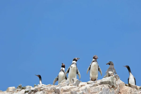 Humboldt Penguin Spheniscus Humboldti 在秘鲁伊卡巴拉各斯群岛的一块岩石巨石上自由行走的一群企鹅 — 图库照片