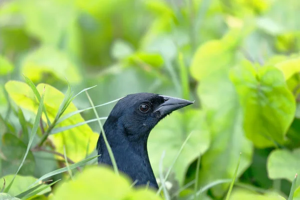 Amsel Dives Warczewiczi Ein Schönes Exemplar Der Schwarzdrossel Das Versteckt — Stockfoto