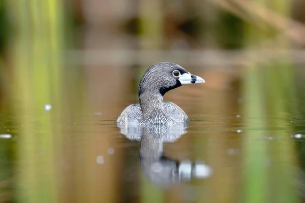 그레이브 Podilymbus Podiceps 자유롭고 외롭게 습지에서 수영하는 것으로 등록되어 — 스톡 사진