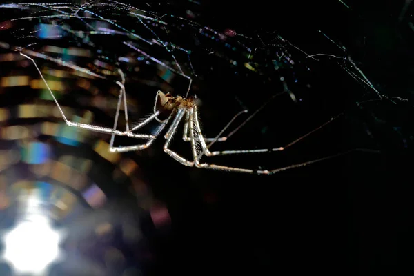 Αράχνη Που Φτύνει Scytodes Globula Κρέμεται Και Τονίζεται Μαύρο Φόντο — Φωτογραφία Αρχείου