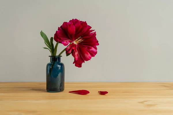 Flor peônia vermelho brilhante ficar em vaso de vidro pequeno — Fotografia de Stock