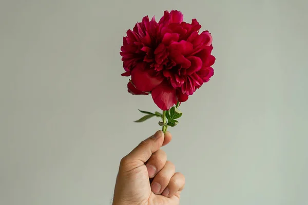 Mão segurando grandes flores de peônia rosa no fundo branco. Florista organizar decoração floral para celebração. Olá conceito primavera — Fotografia de Stock