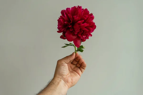 Mão segurando grandes flores de peônia rosa no fundo branco. Florista organizar decoração floral para celebração. Olá conceito primavera — Fotografia de Stock