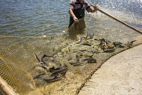 Sturgeon fell into the net of fishermen. Fishing and caught fish