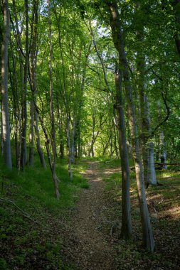 Feldberger Manzarası 'nda bir patikada yürüyüş. 