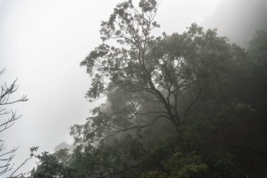 sis sonbahar karanlık ormanı