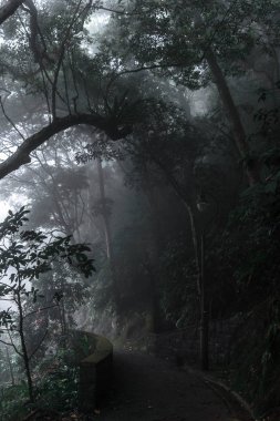Karanlık sonbahar parkında yol 