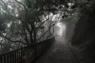 Karanlık sonbahar parkında yol 