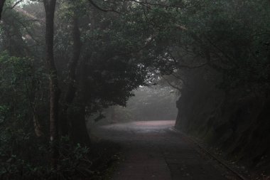 Karanlık sonbahar parkında yol 